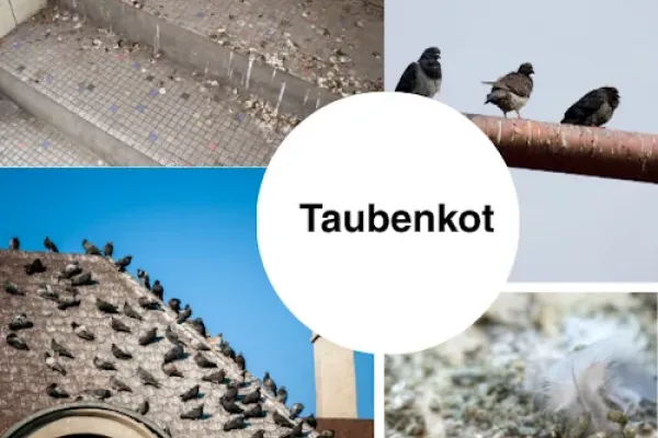 Taubenkotreinigung Berlin und Brandenburg